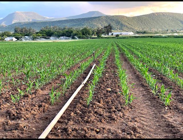 12HA FARM FOR SALE IN WEENEN